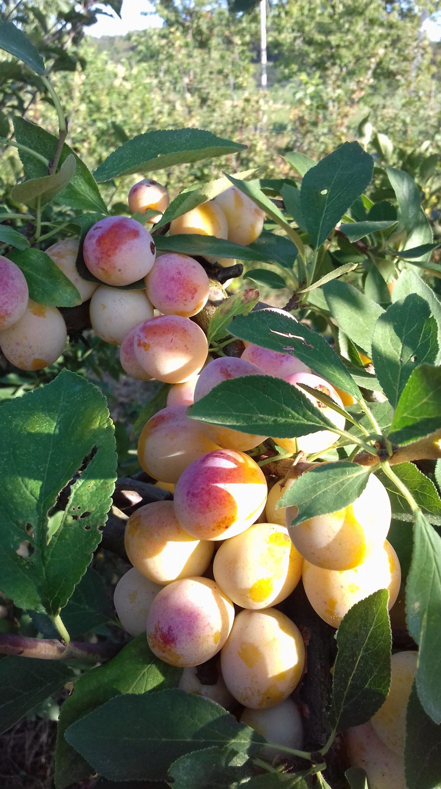 Obst- und Gemüsehof Wenk