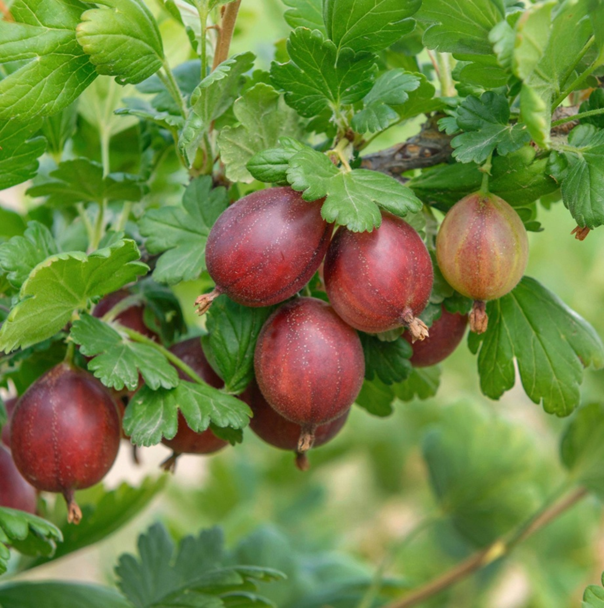 Obst- und Gemüsehof Wenk – Sortiment