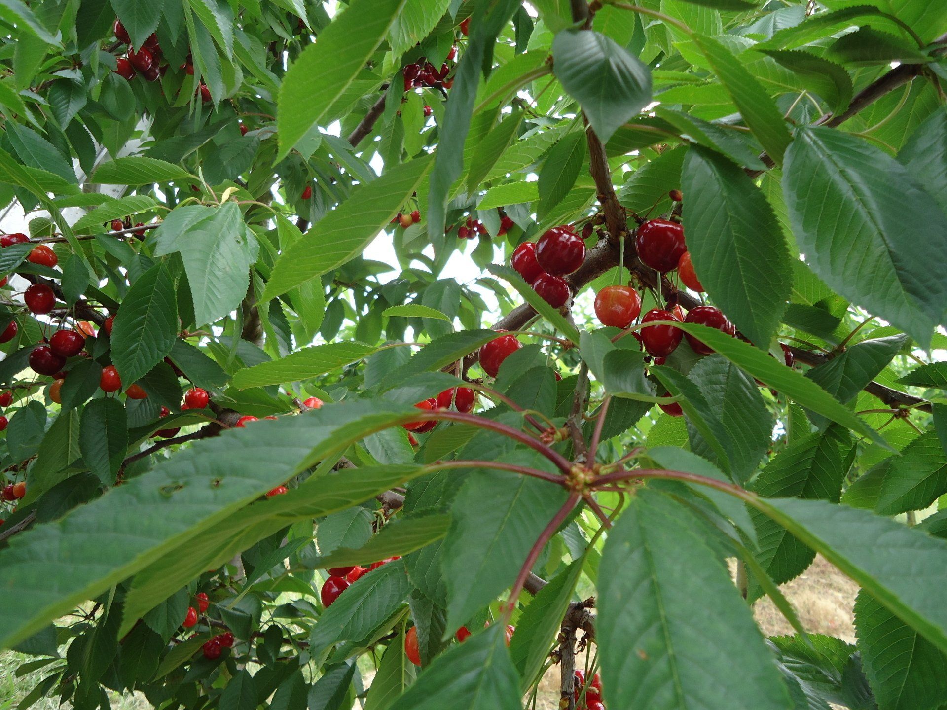 Obst- und Gemüsehof Wenk