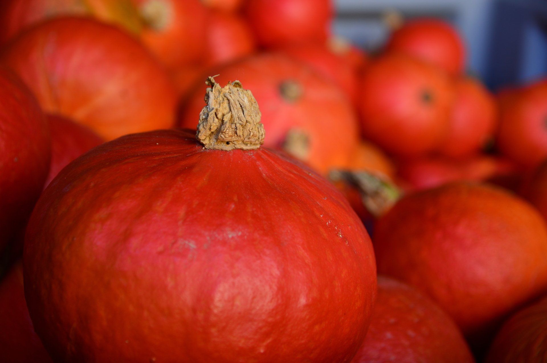 Obst- und Gemüsehof Wenk